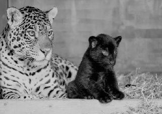 The image of a leopard and her melanistic cub