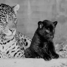 The image of a leopard and her melanistic cub